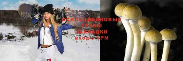 шишки Верея
